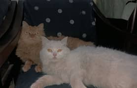 persian cats