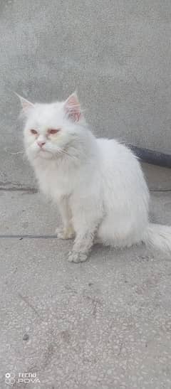 Gorgeous 12-months old white Persian cat for sale.