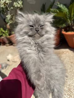 persian male kitten for sale