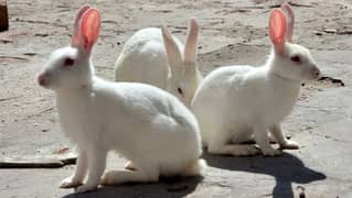 White Red Eyes Rabbits with Bunnies