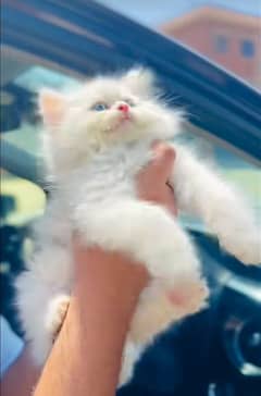 Cat/ Persian/ kittens/ Punch face/ triple coated:/ Blue Eyes/ Baby/