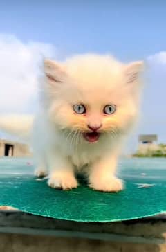 Cat/ Persian/ kittens/ Punch face/ triple coated-/ Blue Eyes/ Baby/