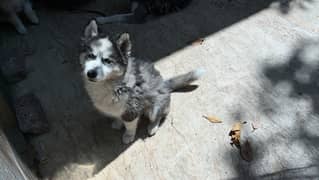 Siberian husky puppy