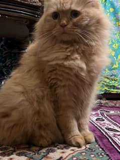 Persian female cat for sale