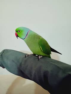 Hantame, Talking Parrot