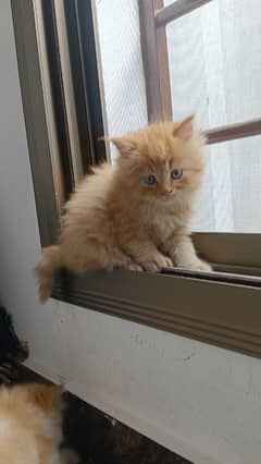 Cat/ Persian/ kittens/ Punch face/ triple coated/* Blue Eyes/ Baby/