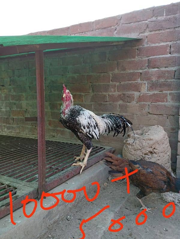 seel and desi murghay and eggs laying murgian for sale 0
