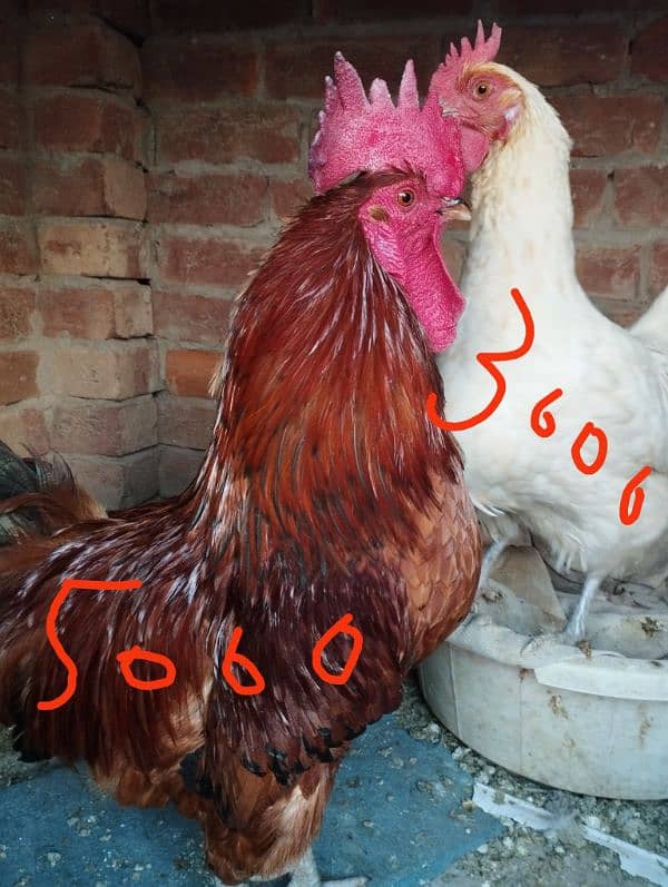 seel and desi murghay and eggs laying murgian for sale 1