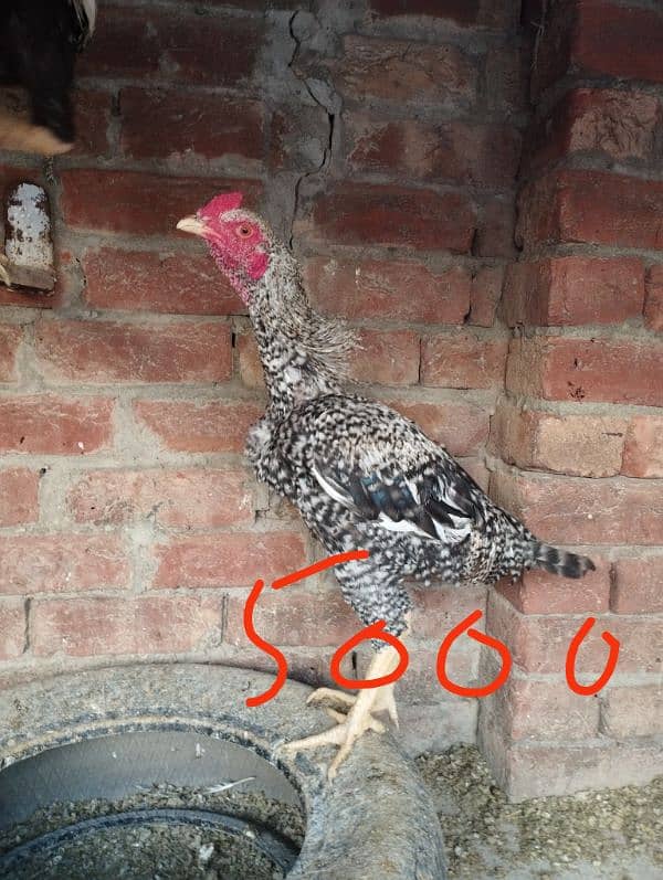 seel and desi murghay and eggs laying murgian for sale 2