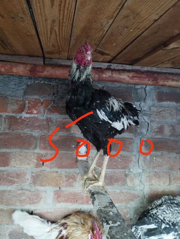 seel and desi murghay and eggs laying murgian for sale 3