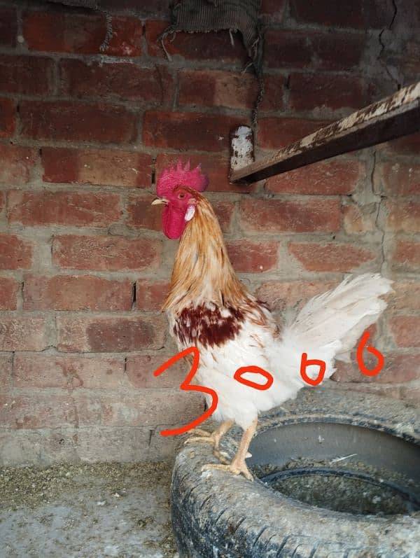 seel and desi murghay and eggs laying murgian for sale 4