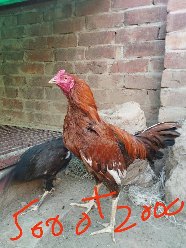seel and desi murghay and eggs laying murgian for sale 5
