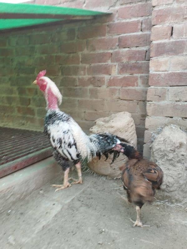 seel and desi murghay and eggs laying murgian for sale 6