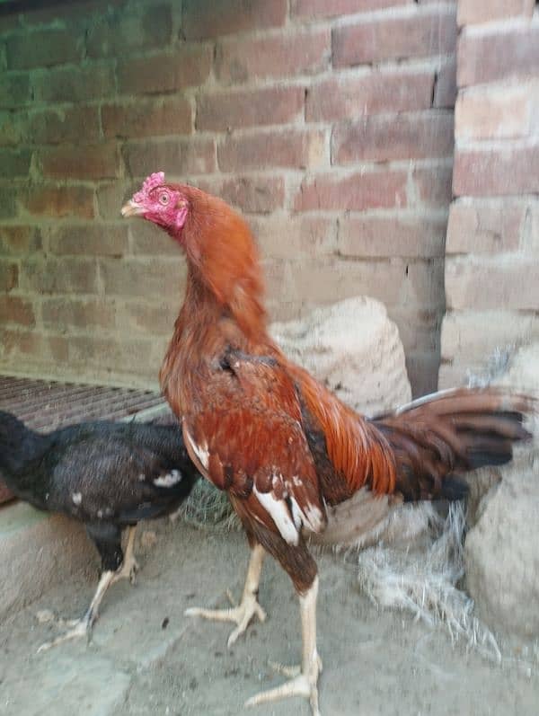 seel and desi murghay and eggs laying murgian for sale 7