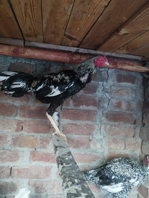 seel and desi murghay and eggs laying murgian for sale 8