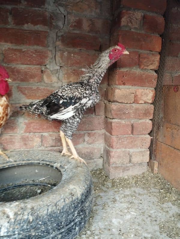 seel and desi murghay and eggs laying murgian for sale 9