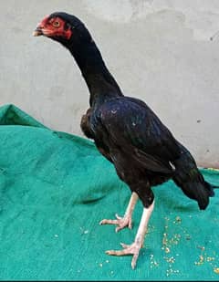 kurak Kali nawab aseel madi /high quality aseel/pure breed hen