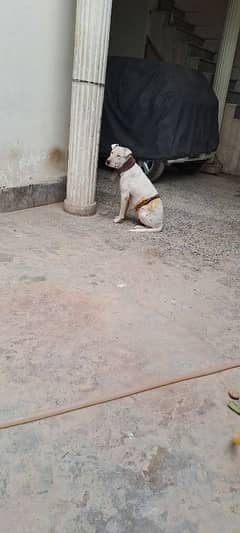 gultair female dog for sale