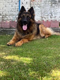 Long Coat German Shepherd Male for Stud