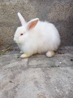 khargush angura English angora khargosh rabbit