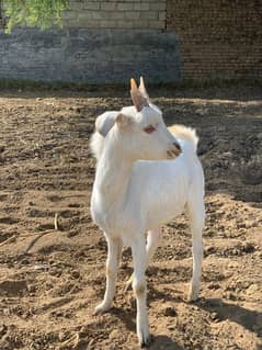 Pure Breed Sanen Male Goat