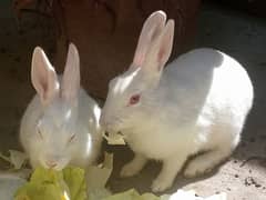 Rabbits