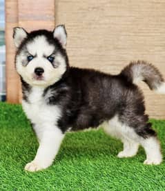 husky puppy 03707041701