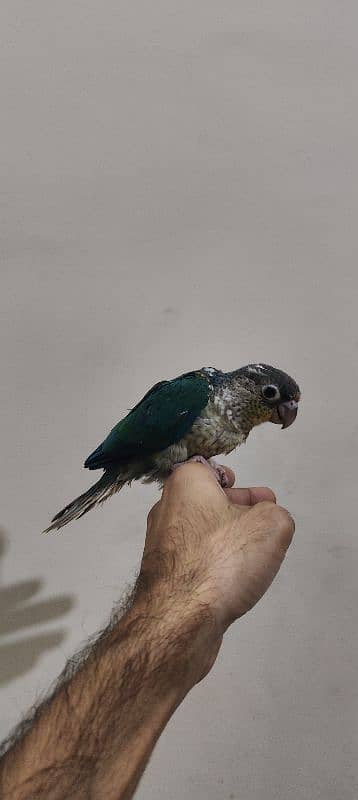 Blue turquoise Conure / White Chest / Tame / Parrot 0