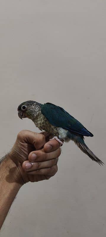 Blue turquoise Conure / White Chest / Tame / Parrot 1