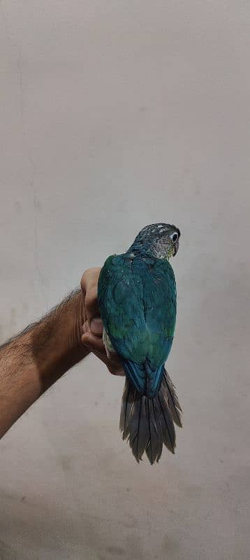 Blue turquoise Conure / White Chest / Tame / Parrot 2