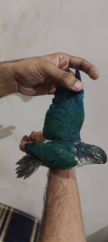 Blue turquoise Conure / White Chest / Tame / Parrot 3