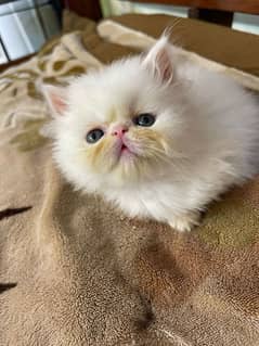 Cat/ Persian/ kittens/ Punch face/ triple coated/ }Blue Eyes/ Baby/