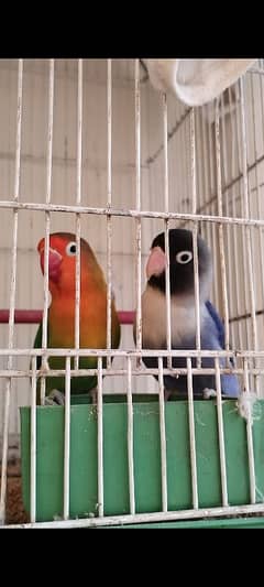 some mix parrots for sale