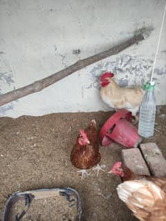 lohmann hen Egg laying, Desi , hen , eggs , Ando wali murgiya