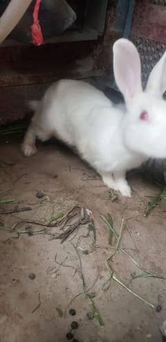 White Albino Rabbits with red eyes available