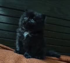 persian triple coat male kitten available for sale