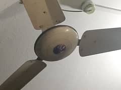 56 inch copper motor fan for sale