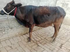 cow 1st timer 03075393493