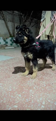 german shepherd puppy besy coat original healthy puppy