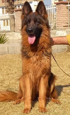 German shepherd long coat pair for salr my WhatsApp number03046501951