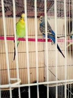 Budgies