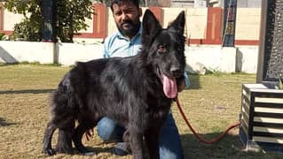 German shepherd long coat pair for salr my WhatsApp number03046501951