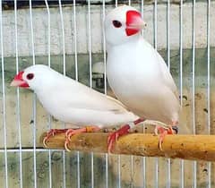 Java sparrows grey white silver fawn and pastel fawn