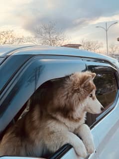 Siberian husky blue eyes pedigree