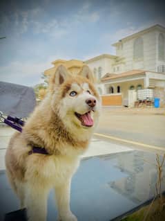 Siberian husky blue eyes pedigree