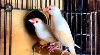 Java sparrows grey white silver fawn and pastel fawn