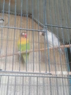 FISHER PARROTS  BRAIDING PAIR