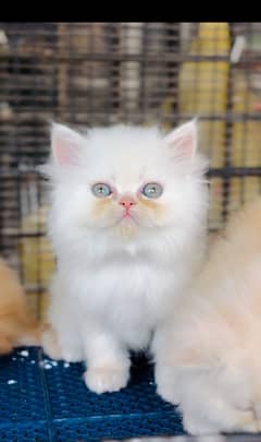 persian kitten Male Female Both avl