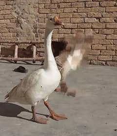 Long neck Big white Duck Male