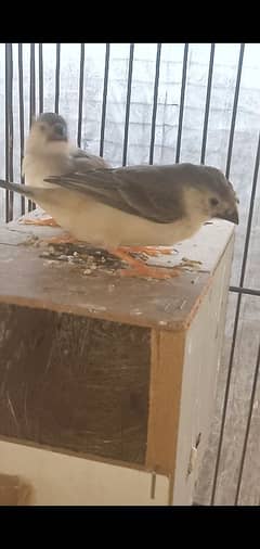 Beautiful Exi mutation Zebra finch Looking new home